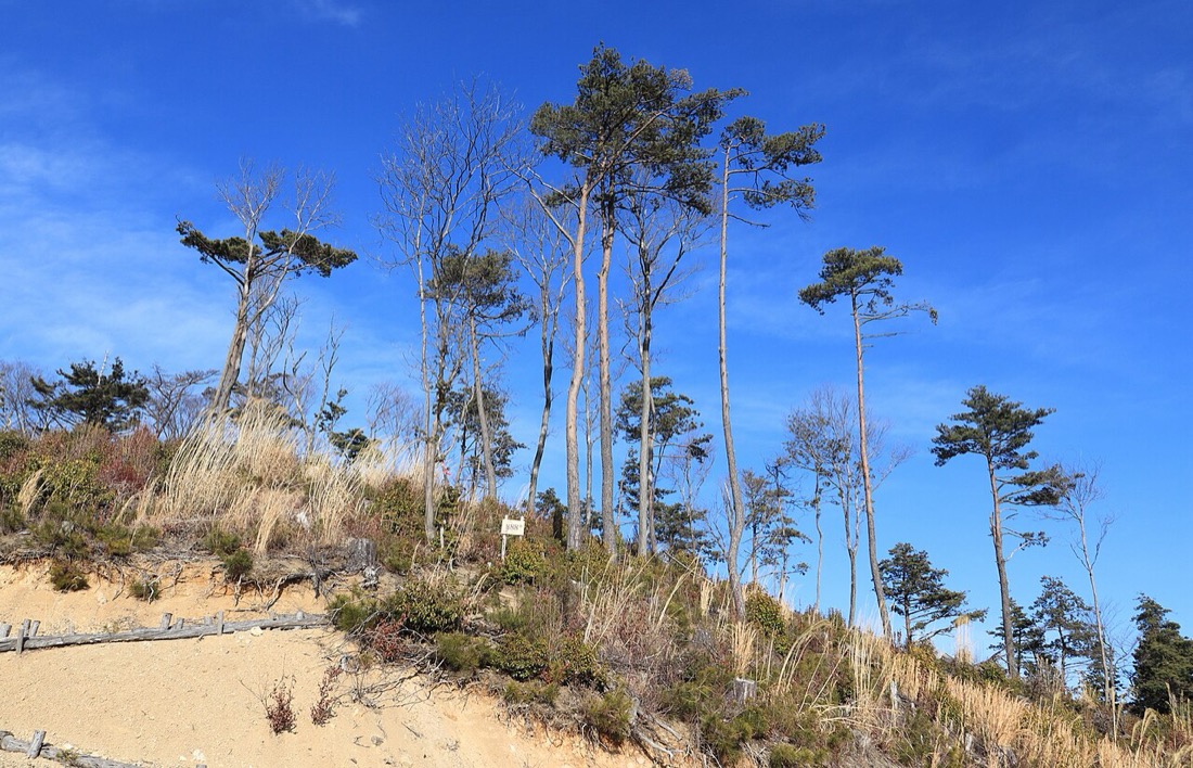 Pinus Densiflora no Monte Kengyo, Japão