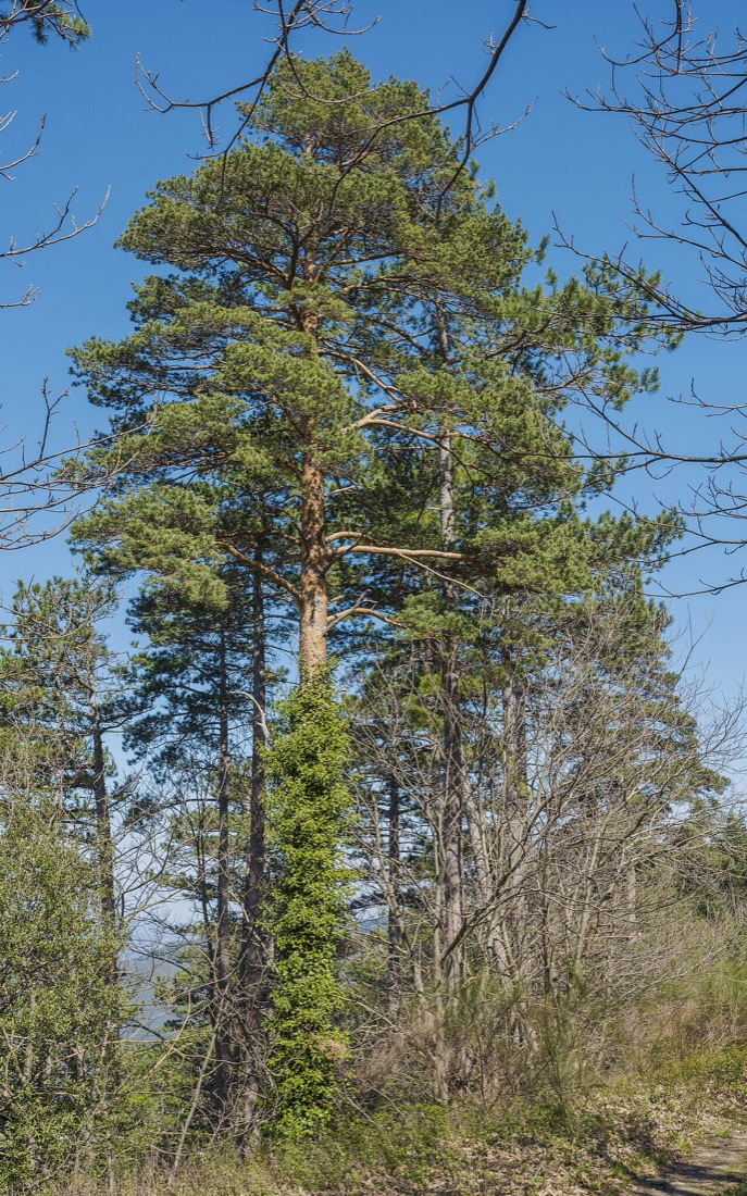 Pinus Pinaster em floresta mediterrânea