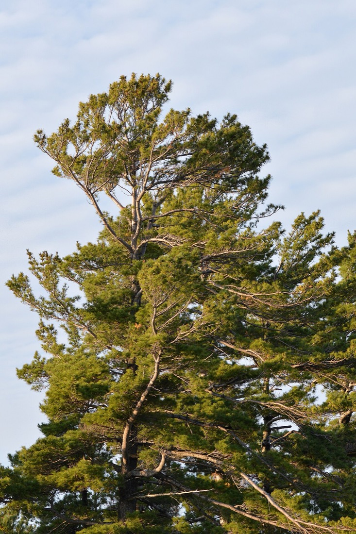 Copa de Pinus Strobus ao entardecer